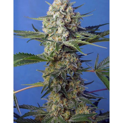 Sweet Seeds Crystal Candy F1 Fast Version