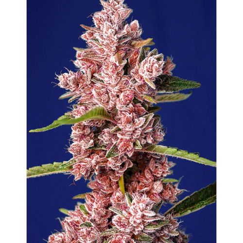 Sweet Seeds Tropican Poison Fast Version Fem