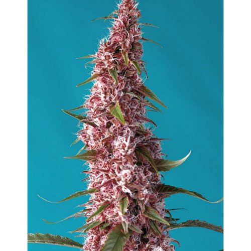 Sweet Seeds Auto Red Pure CBD