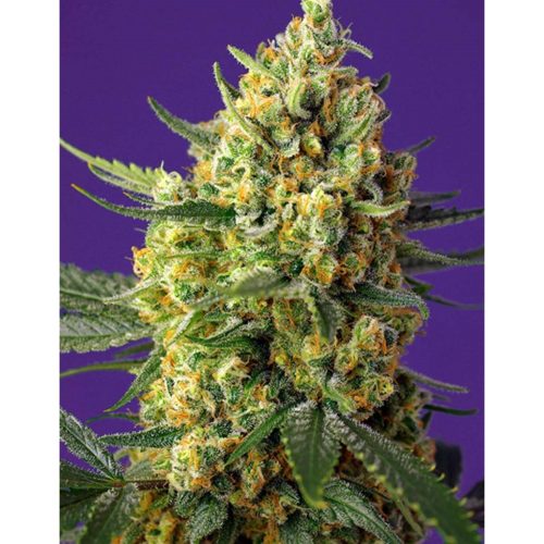 Sweet Seeds Auto Crystal Candy XL