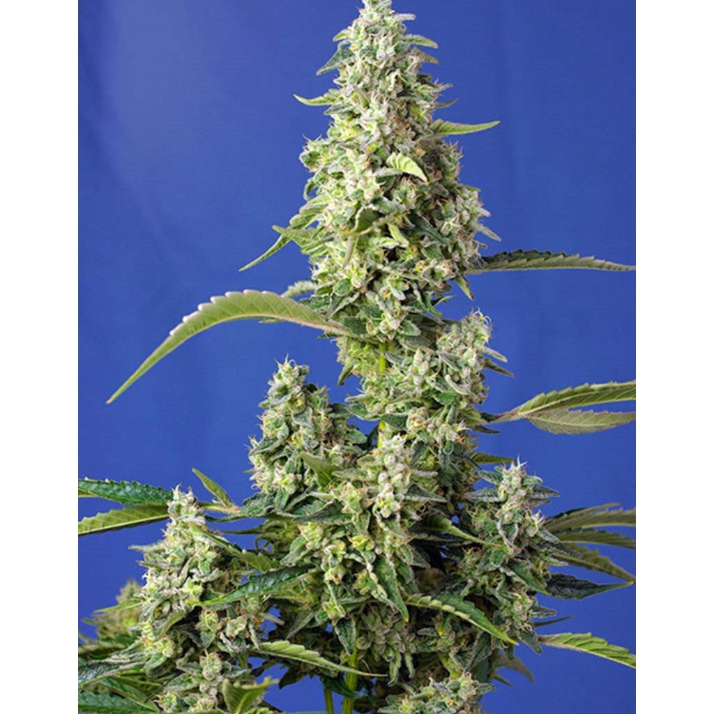 Sweet Seeds Auto Gorilla Girl XL
