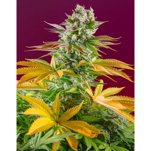 Sweet Seeds Red Hot Cookies Fem