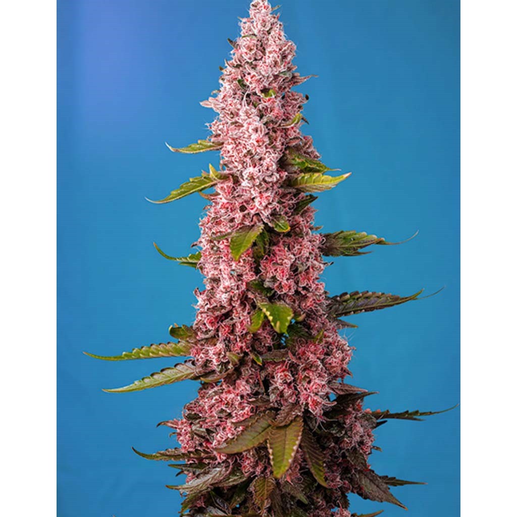 Sweet Seeds Red Hot Cookies Fem