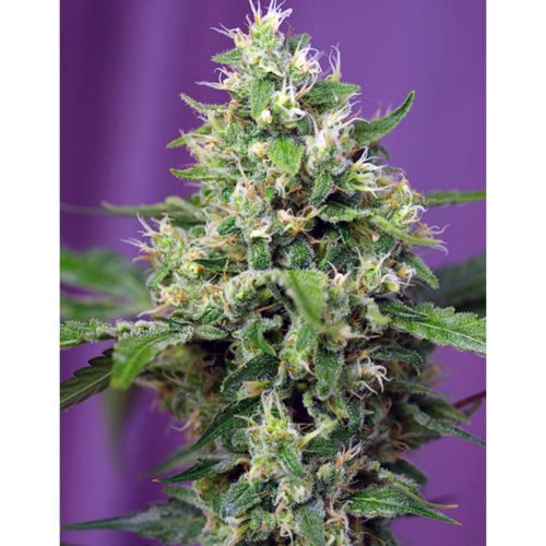 Sweet Seeds Auto Sweet Amnesia Haze XL