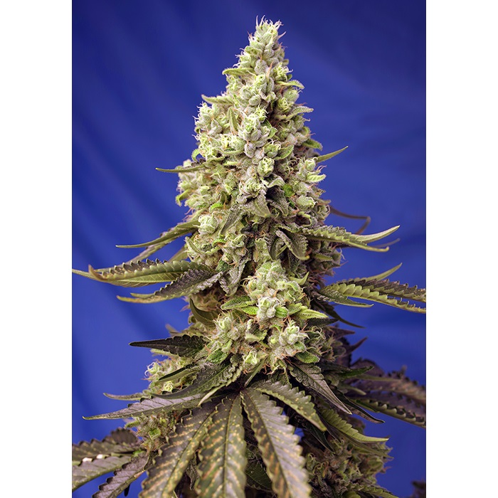 Sweet Seeds Auto Runtz XL