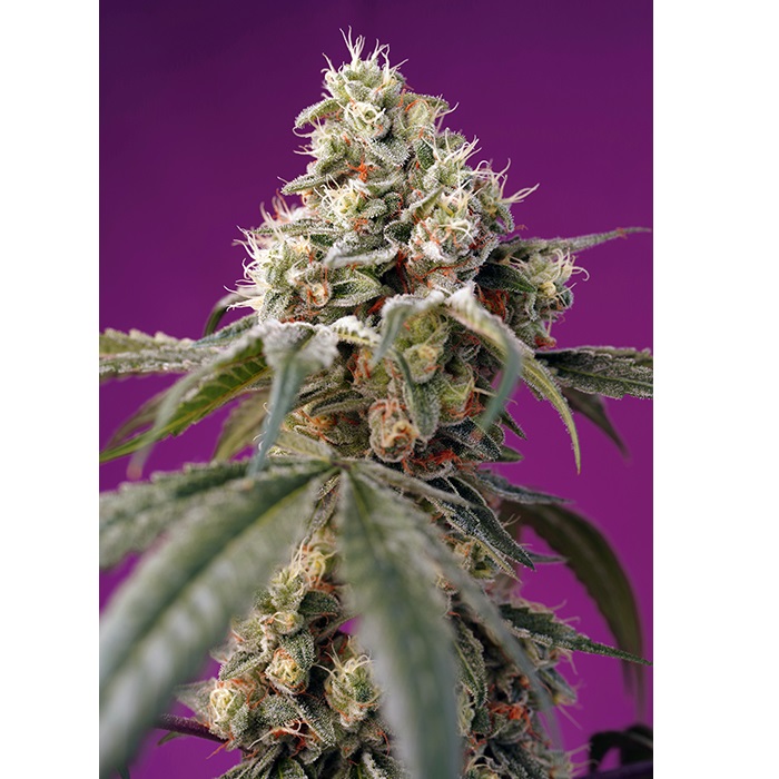 Sweet Seeds Auto Bruce Banner