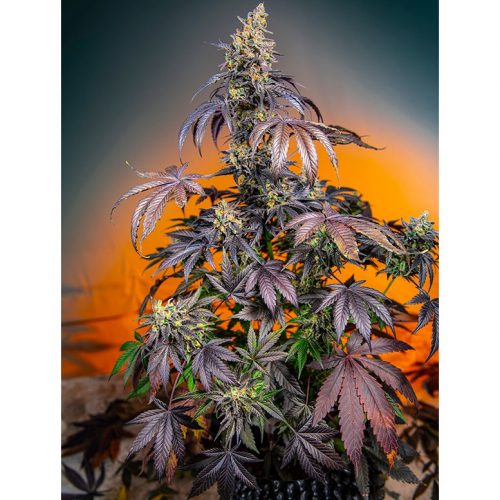 Sweet Seeds Auto Red Gorilla Girl XL