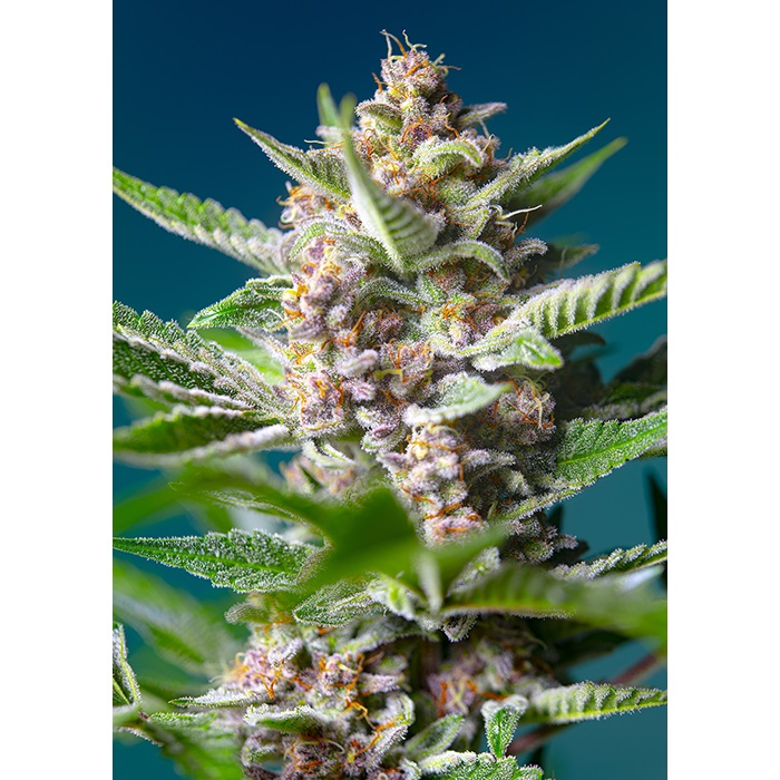 Sweet Seeds Purple Punch OG Fem