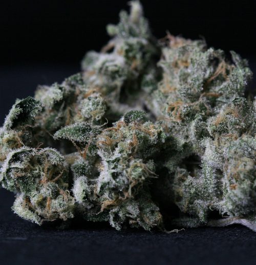 T.H. Seeds A-Train Fem.