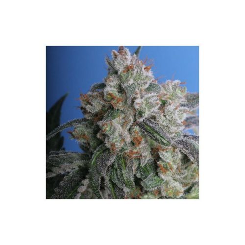 T.H. Seeds Burmese Kush Fem.