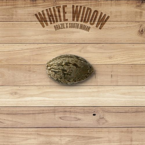 The Plant White Widow