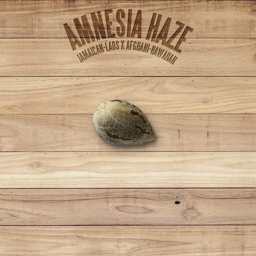 The Plant Amnesia Haze