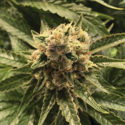 The Plant Canlope Haze