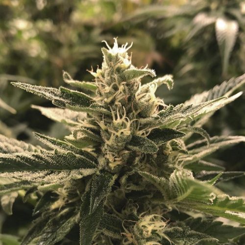 The Plant Cheese