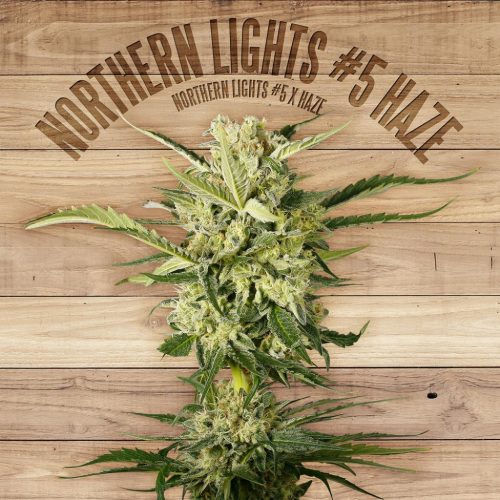 The Plant Northern Lights #5 Haze