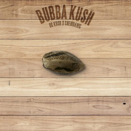 The Plant Bubba Kush