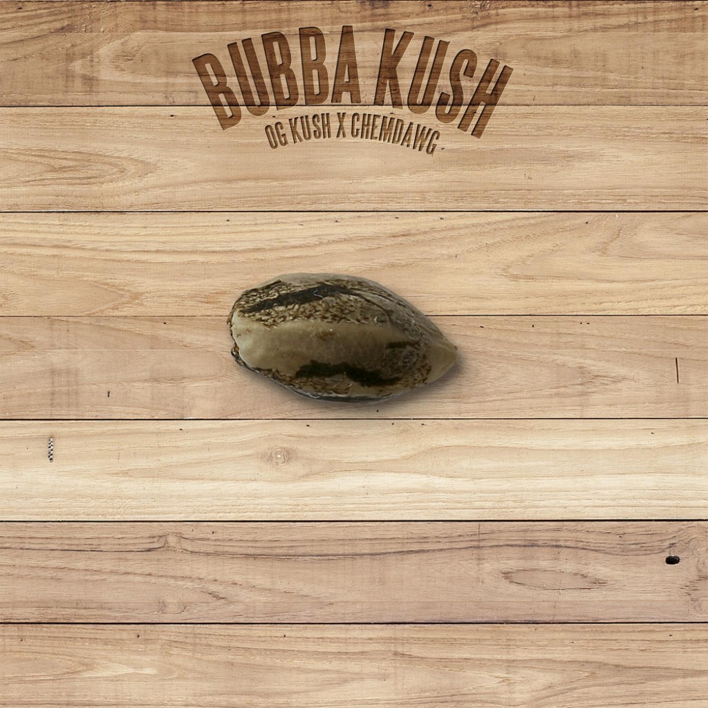 The Plant Bubba Kush