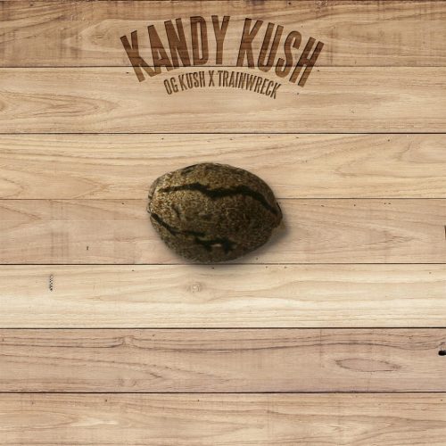 The Plant Kandy Kush