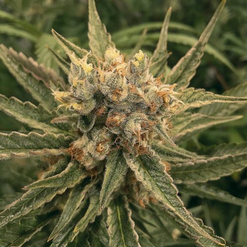 The Plant Amnesia