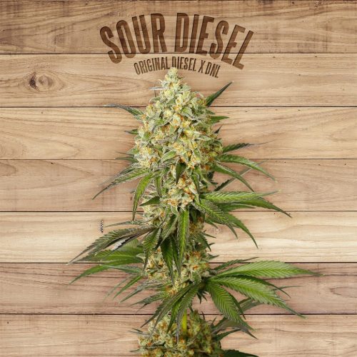 The Plant Sour Diesel