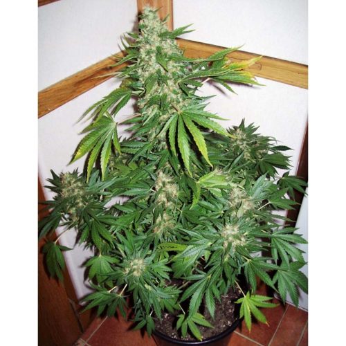 Venus Genetics Double Cheese Fem.
