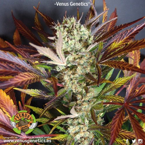 Venus Genetics Red Skunk Auto
