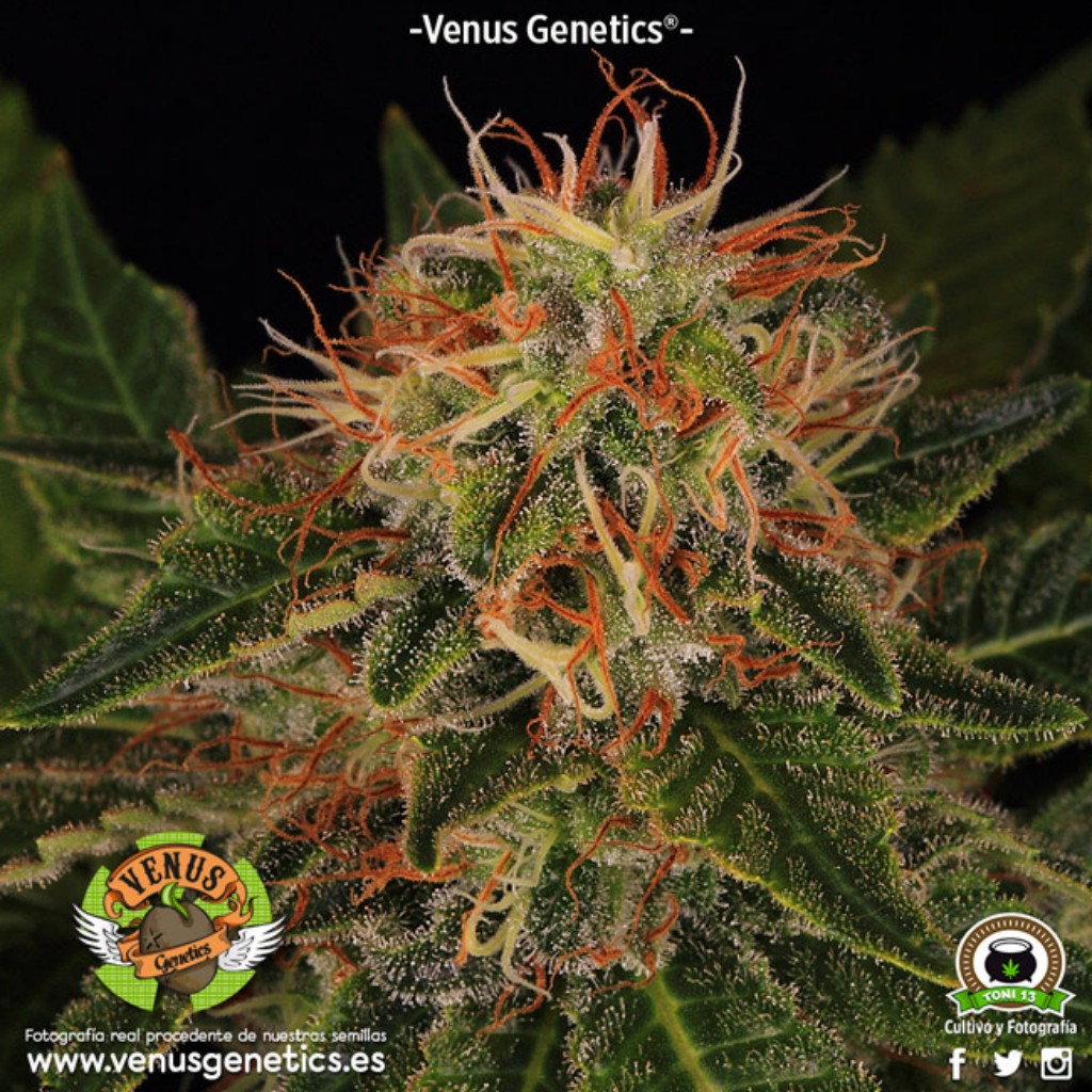 Venus Genetics Viuda Blanca Fem.