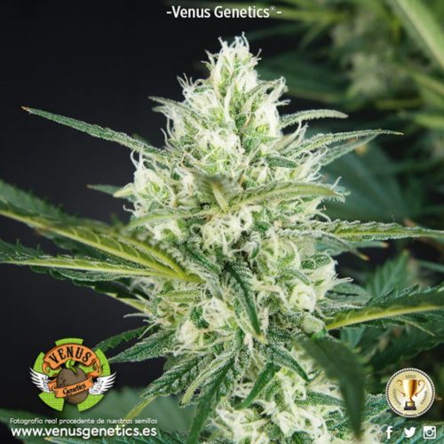 Venus Genetics Hielo Fem.