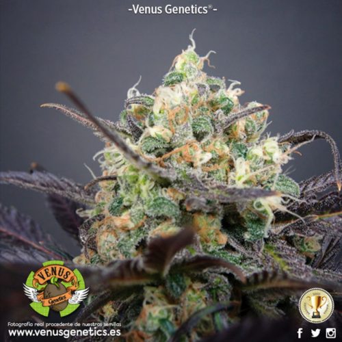 Venus Genetics Super Cheese Haze Fem.