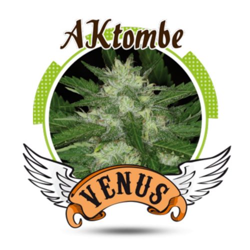 Venus Genetics AKtombe Fem.