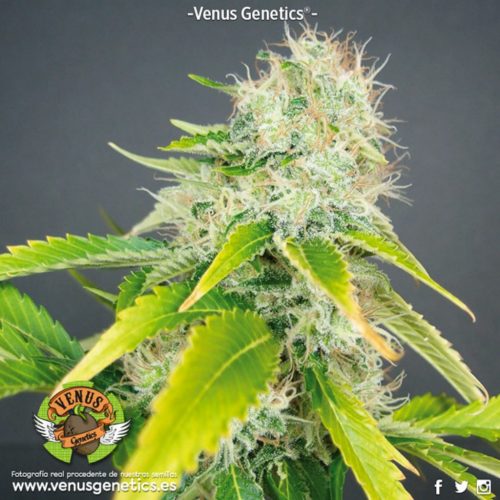 Venus Genetics Super Haze Fem.