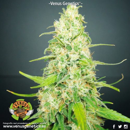 Venus Genetics Kamikhaze Fem.