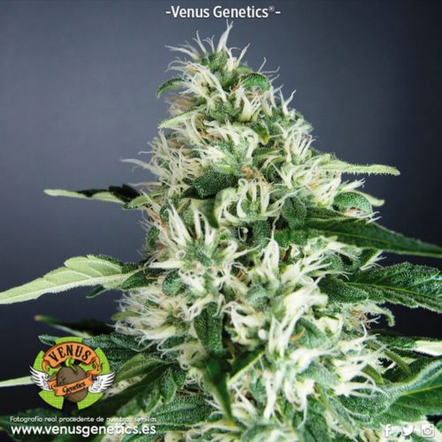 Venus Genetics Kronic Fem.