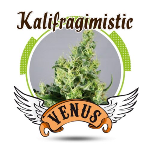 Venus Genetics Kalifragimistic Fem.