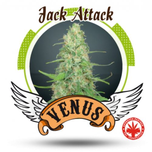 Venus Genetics Jack Attack Fem.