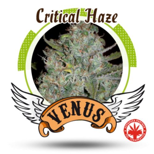 Venus Genetics Critical Haze Fem.