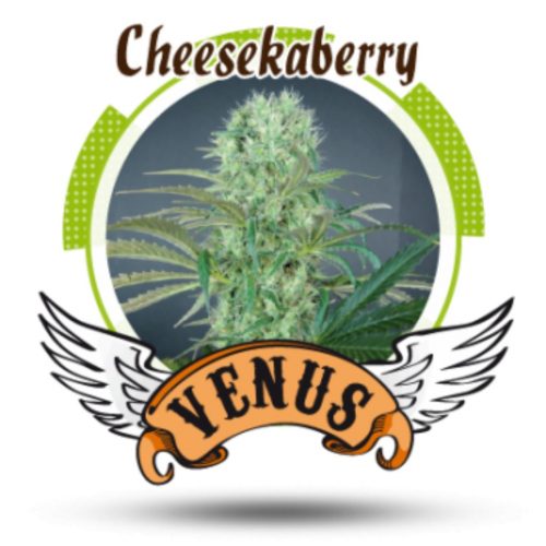 Venus Genetics Cheese Kaberry Fem.