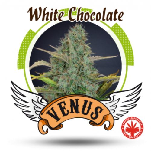 Venus Genetics White Chocolate Fem.