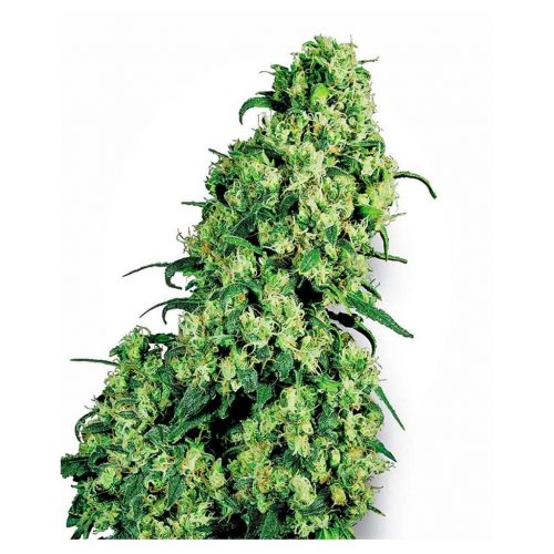 Sensi White Label Skunk #1 Fem.