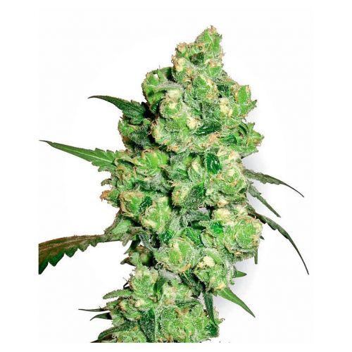 Sensi White Label Super Skunk Fem.