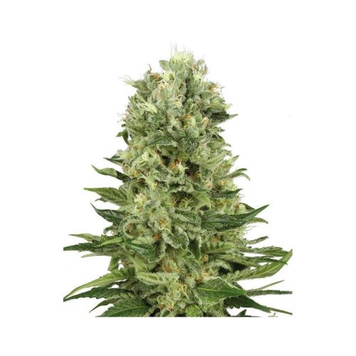 Sensi White Label Skunk #1 Auto