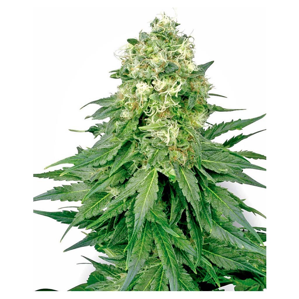 Sensi White Label White Widow Fem.
