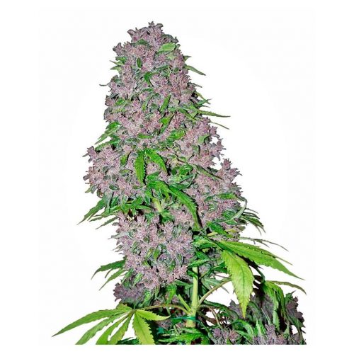 Sensi White Label Purple Bud Fem