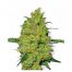 Sensi White Label Master Kush 10Und. Reg.