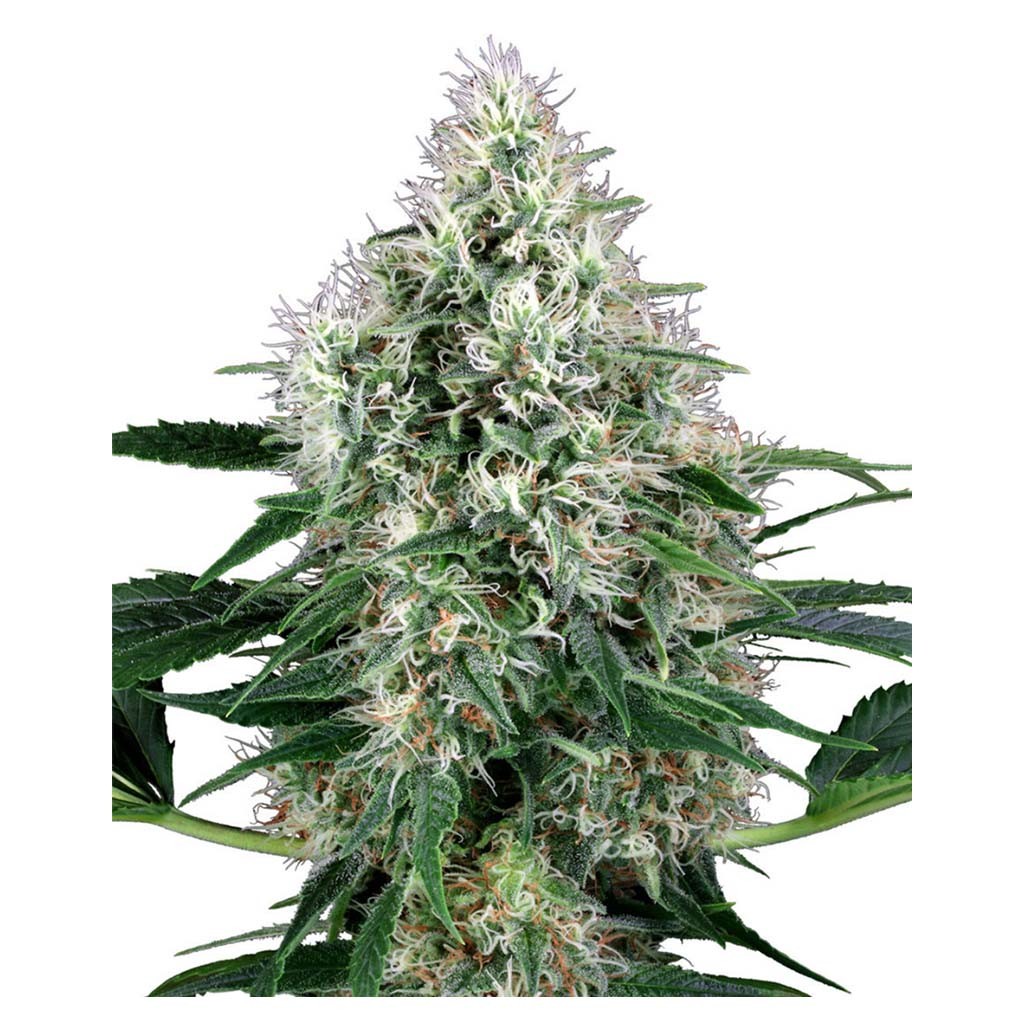 Sensi White Label Power Plant Auto