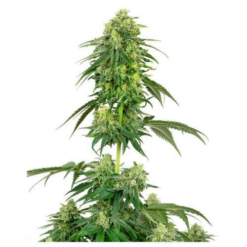 Sensi White Label Strawberry Kush Fem