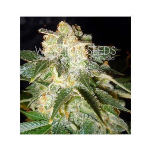 World Of Seed Pakistan Ryder Auto