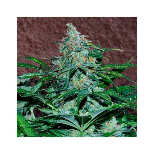 World Of Seed Amnesia Auto