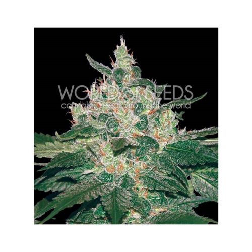 World Of Seed Afgan Kush Fem.
