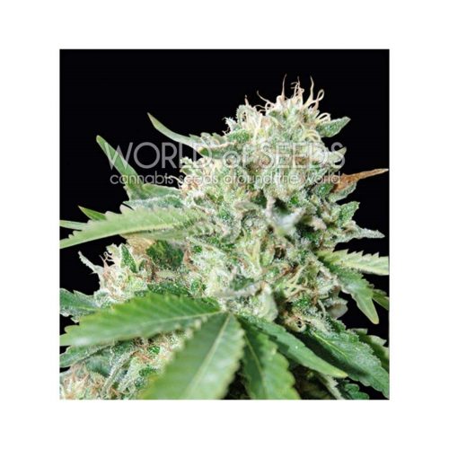World Of Seed Brazil Amazonia Fem.